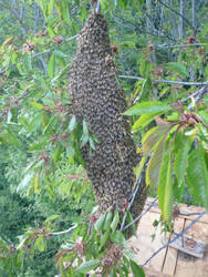 Swarm of bees