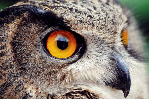 The Owl Eyes