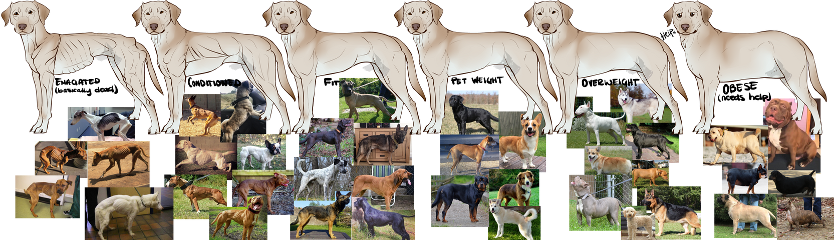 Dog Body Type Chart