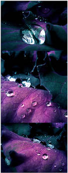 Purple Rain