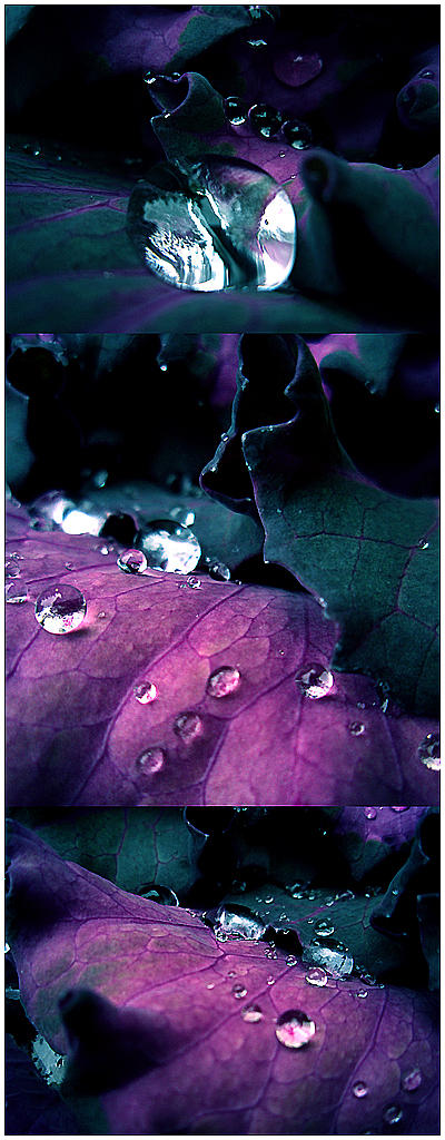 Purple Rain