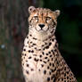 Cheetah - Eye Contact