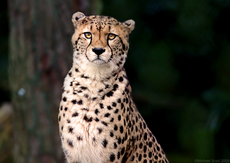 Cheetah - Eye Contact