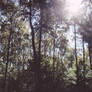 Forest 2