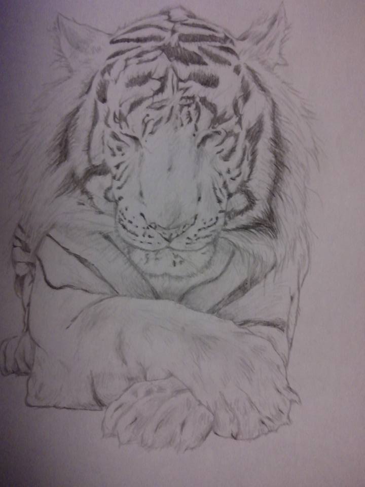 Tigre boceto