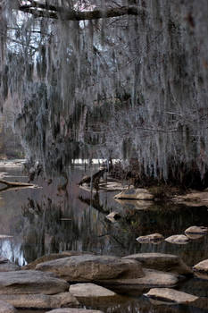 Saluda River Moss over water