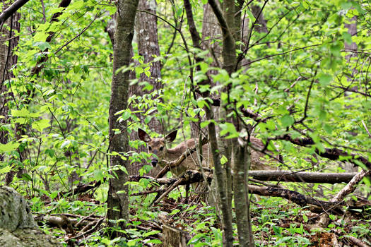 Invisible deer on Skyline Drive