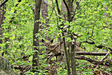 Invisible deer on Skyline Drive