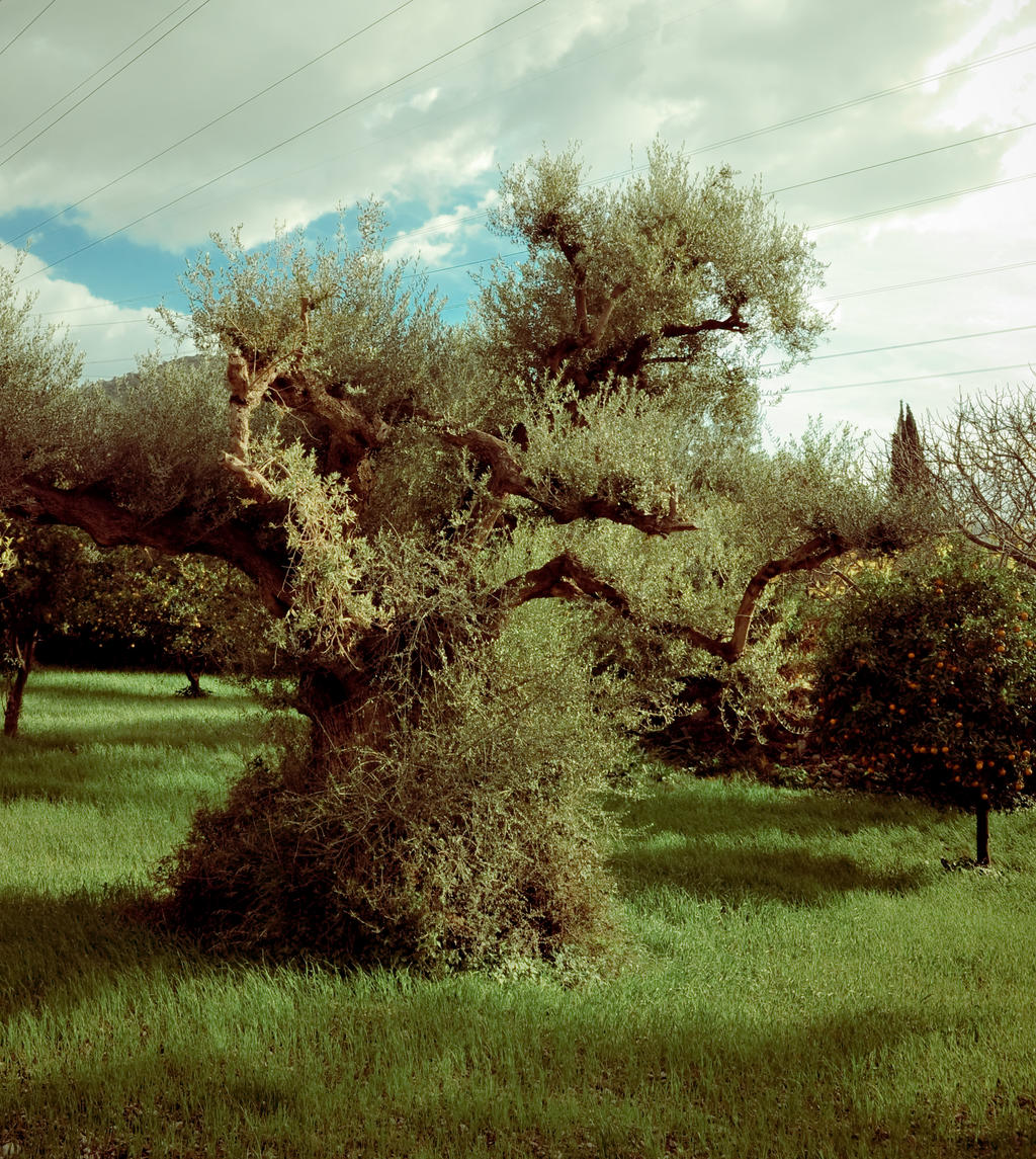 Greek nature