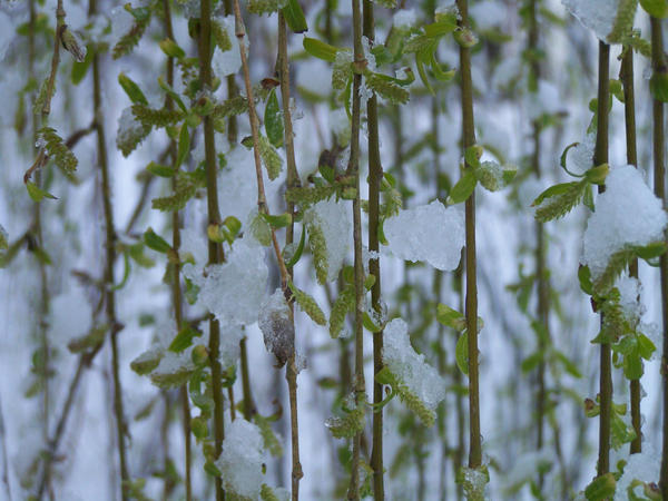 stunted spring... by willowlynn2 on DeviantArt