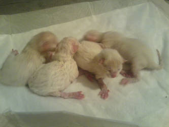 Hour old Ragdoll babies