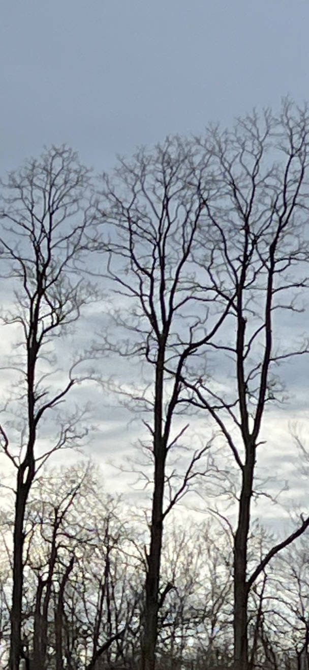 February Trees by DStephenBart on DeviantArt