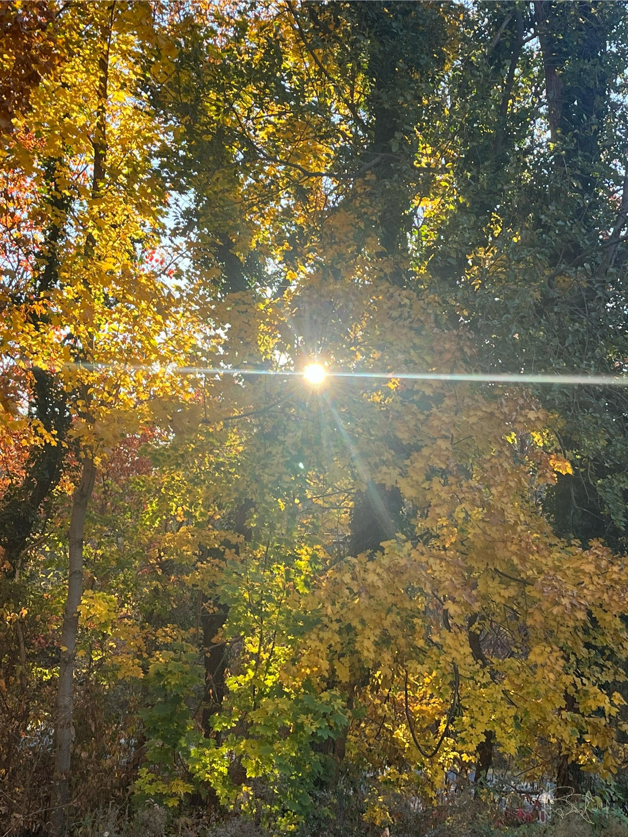 Fall Friday Update A Fall Friday Morning Sun by DStephenBart on DeviantArt