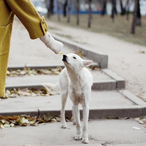 dog from the street