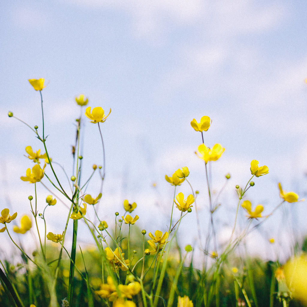 yellow plants