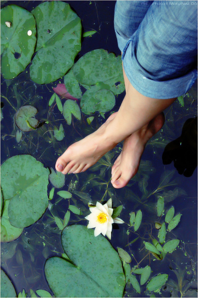 water-lily