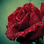 Deep Red Rose Redux