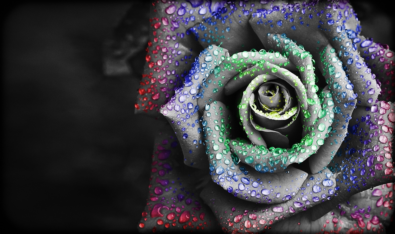 Chroma Ribbon Rose