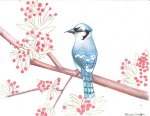 Bluejay