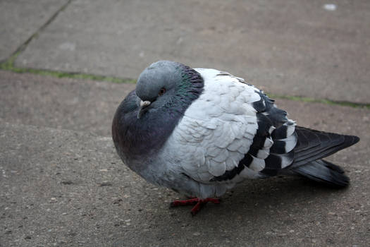 Fat little pigeon