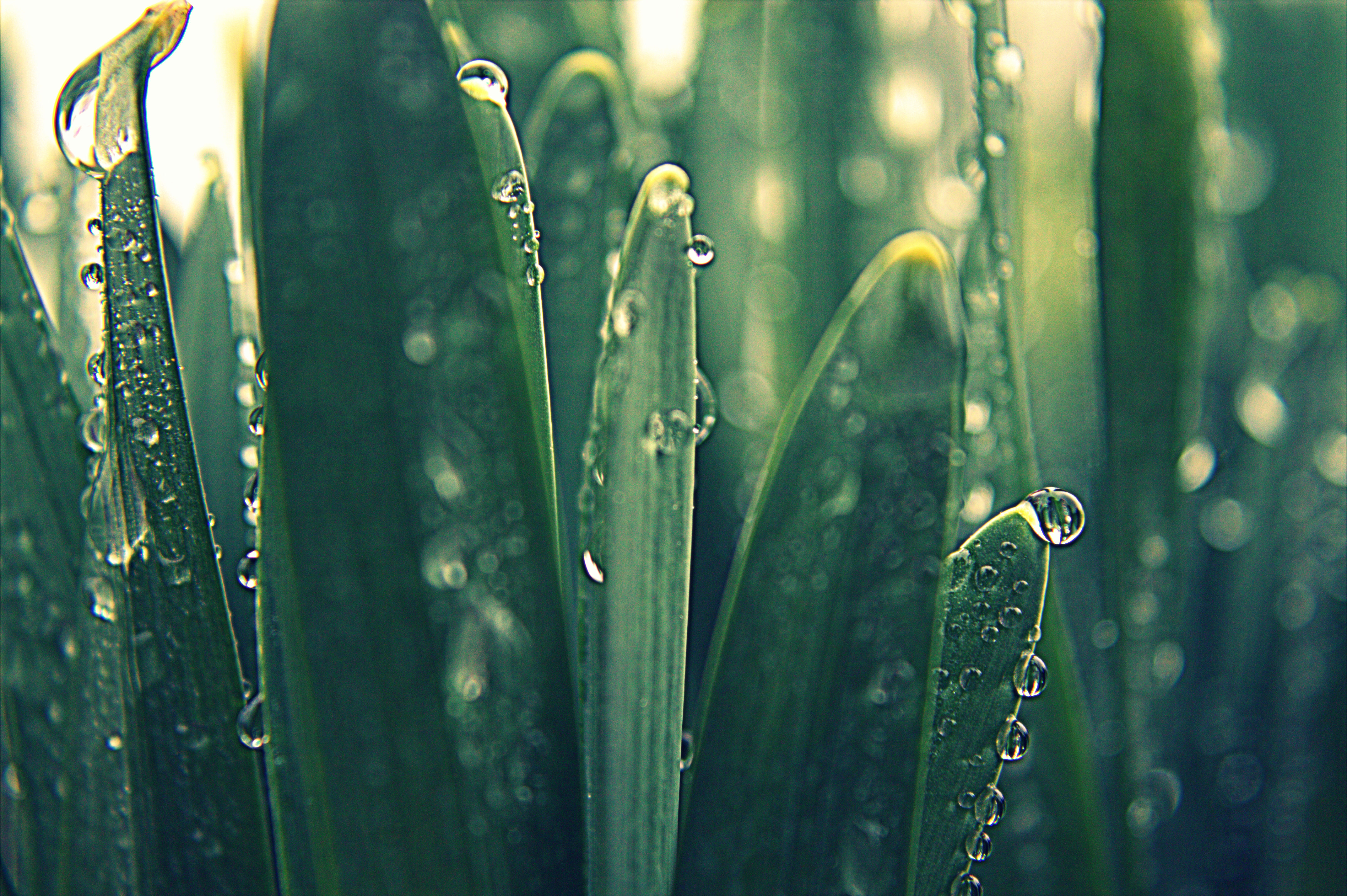 Petals and Rain