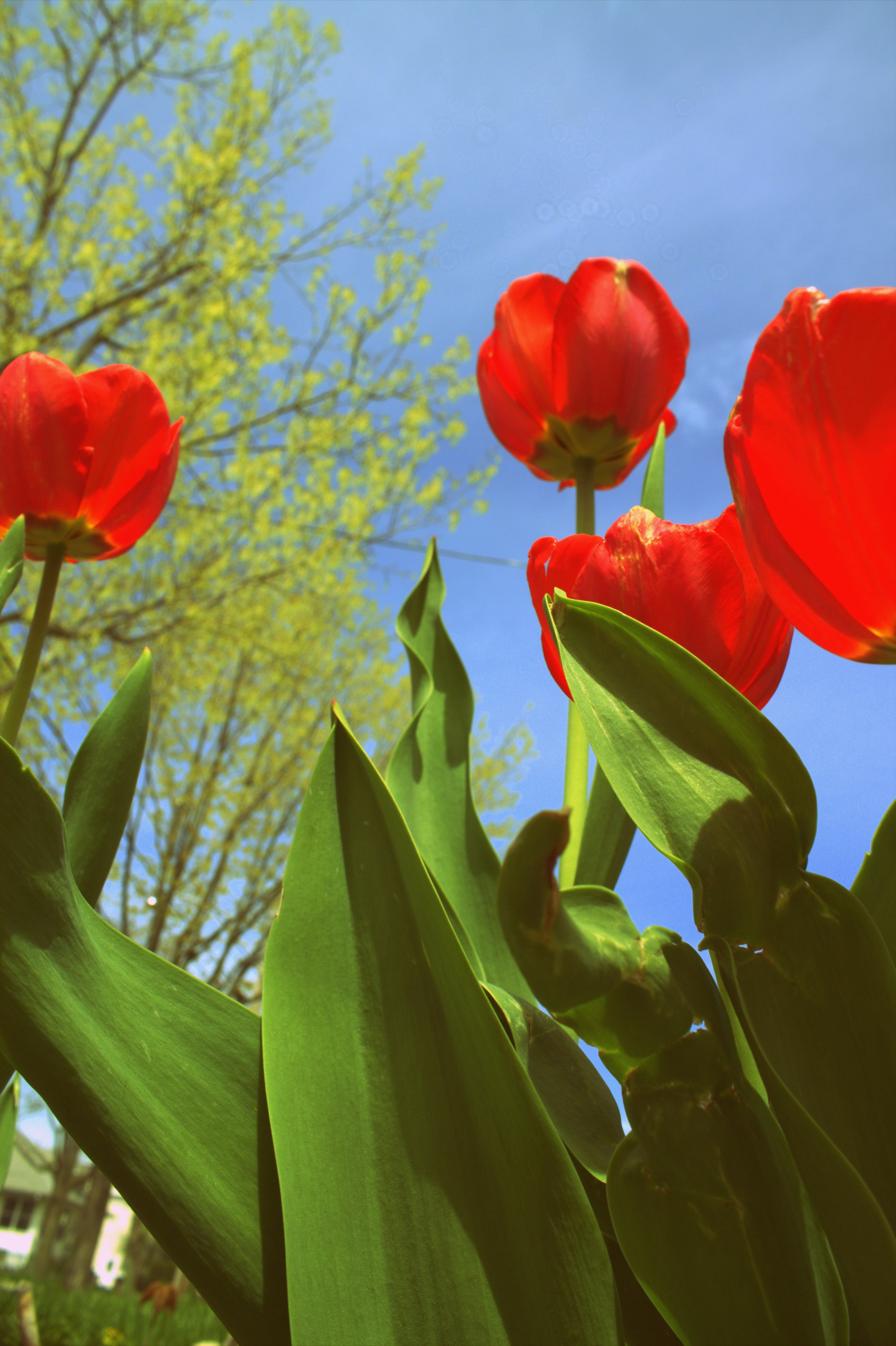 Red Tulips and Sky