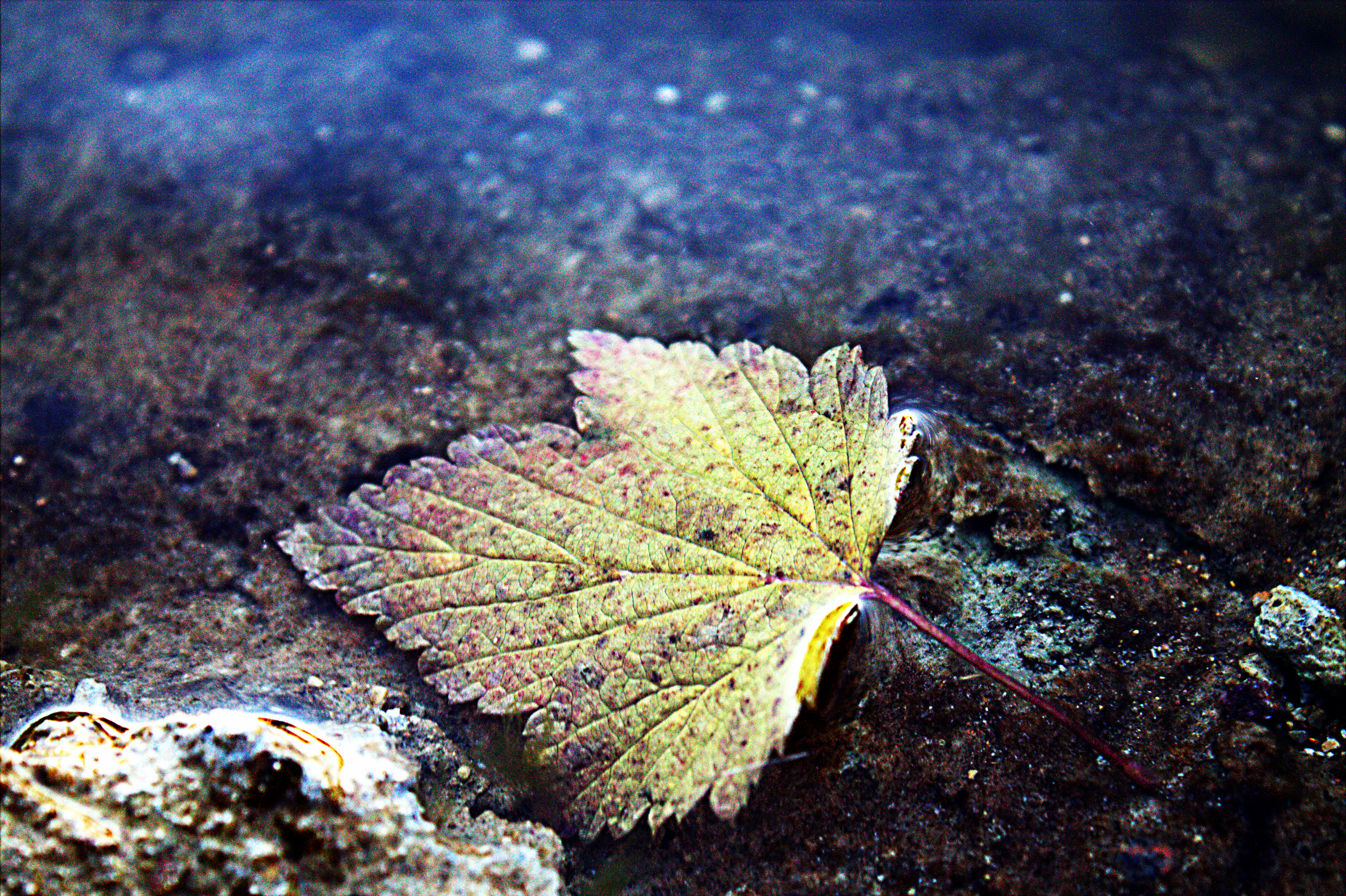 Floating Leaf