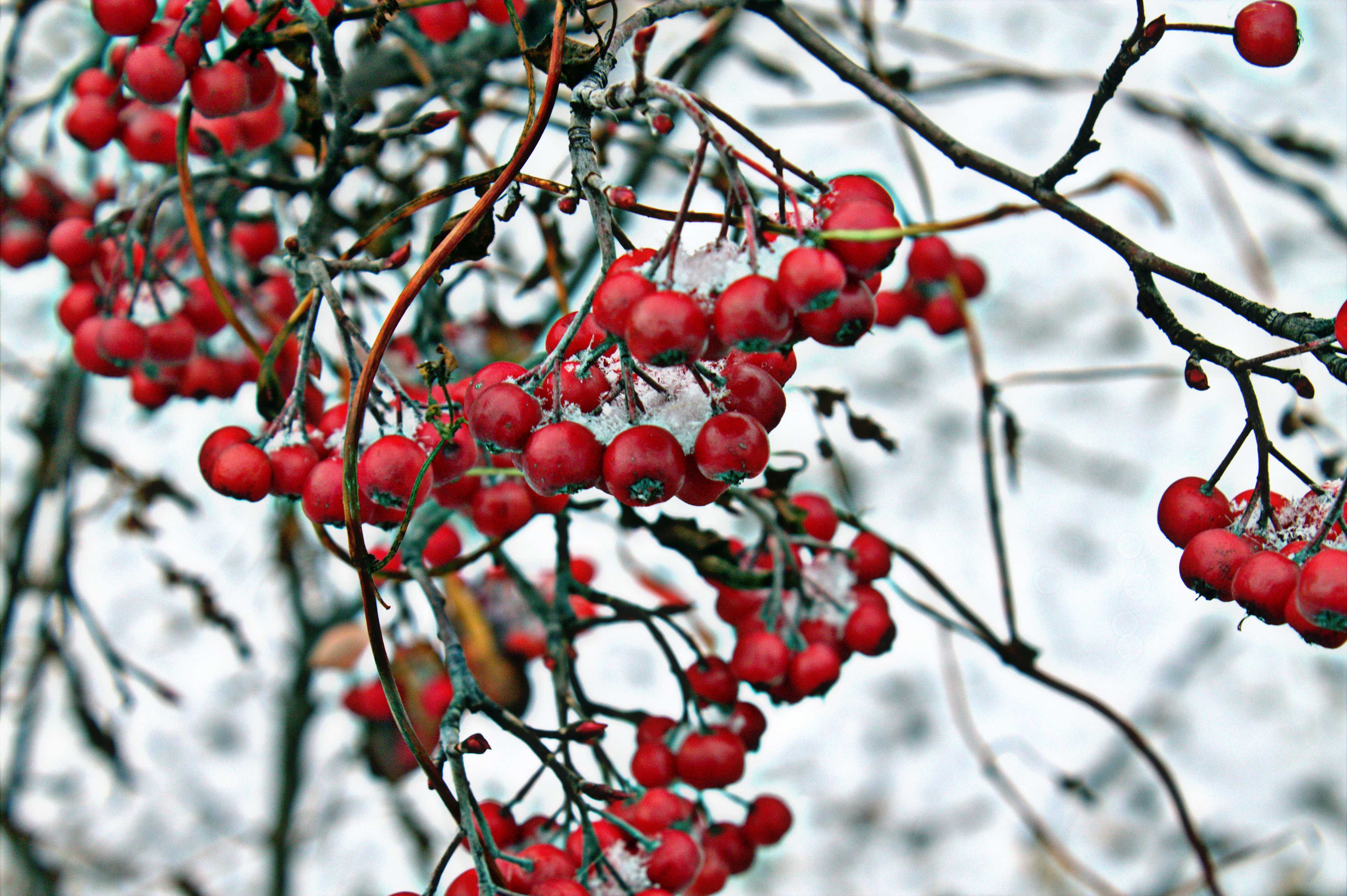 Berries and Snow