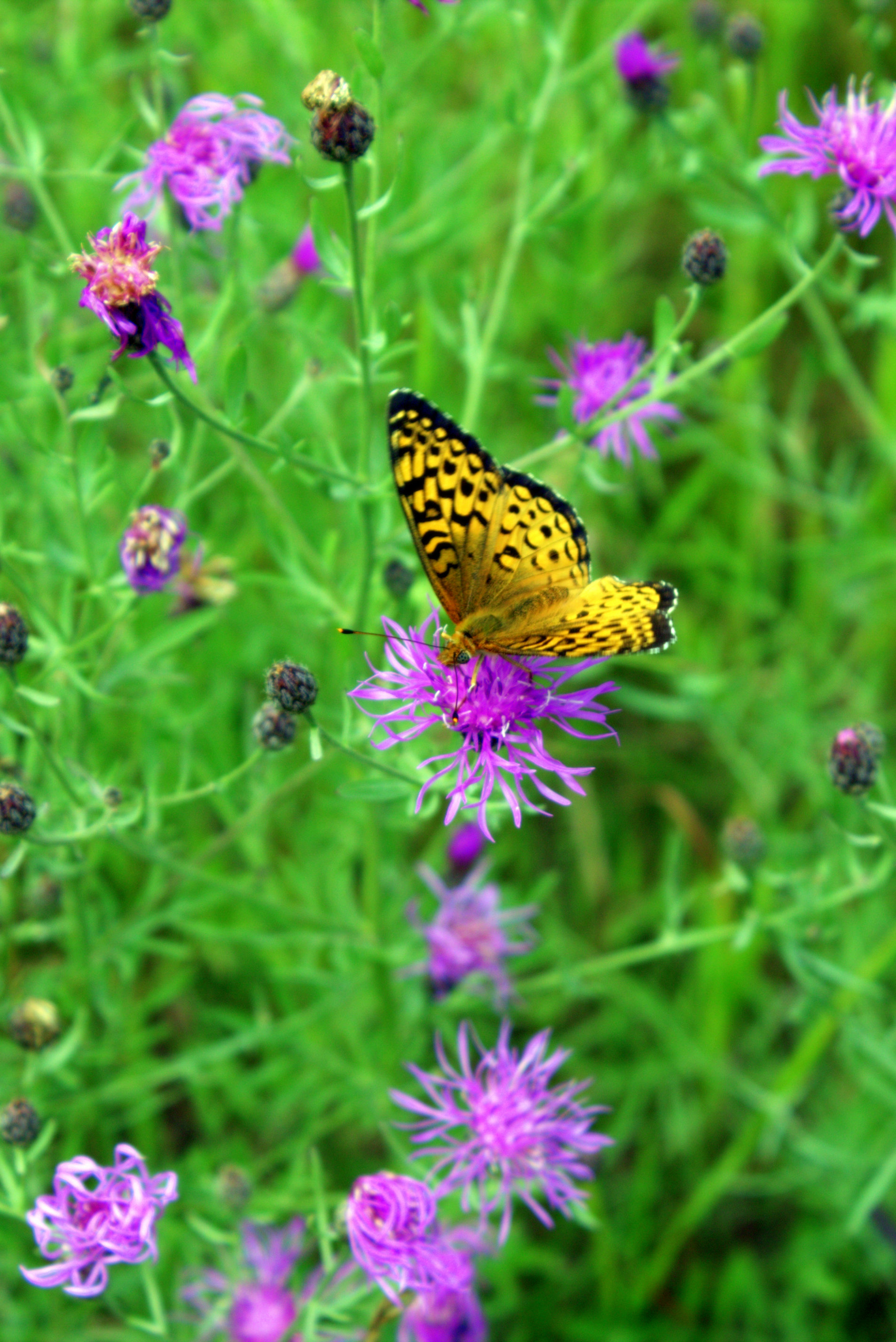 Hayward Butterfly