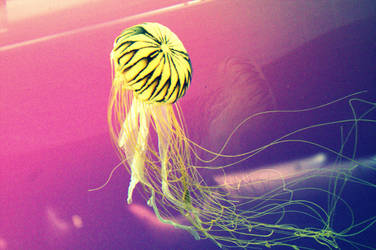 First Jellyfish by MysteryWoman101