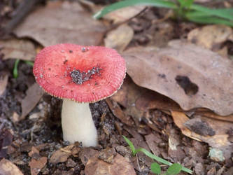 Red Riding Cap