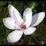 white magnolia