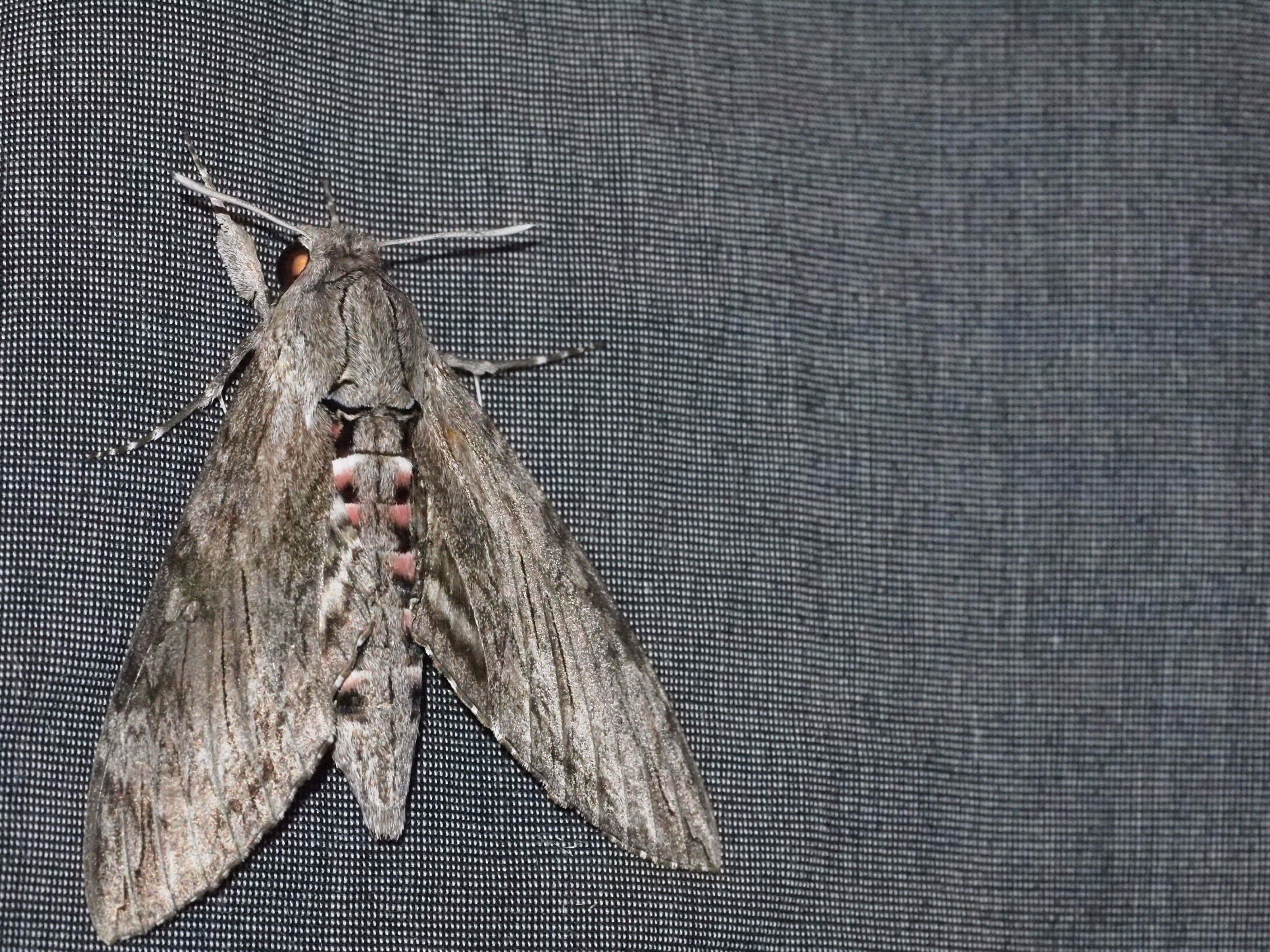 Hawk Moth