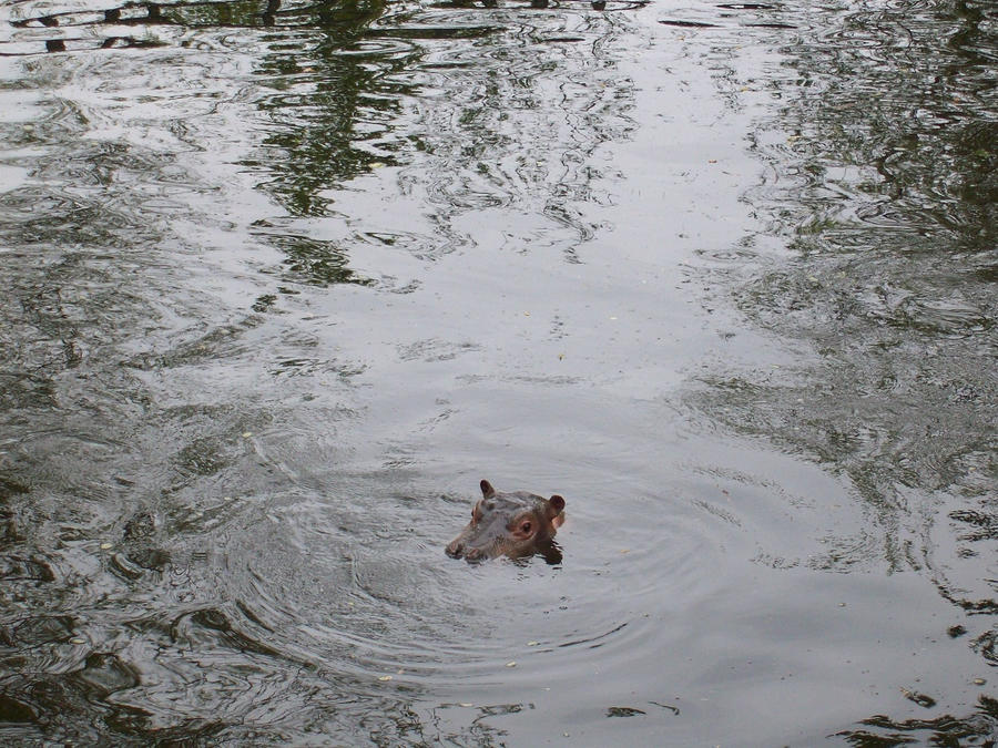 Baby Hippo