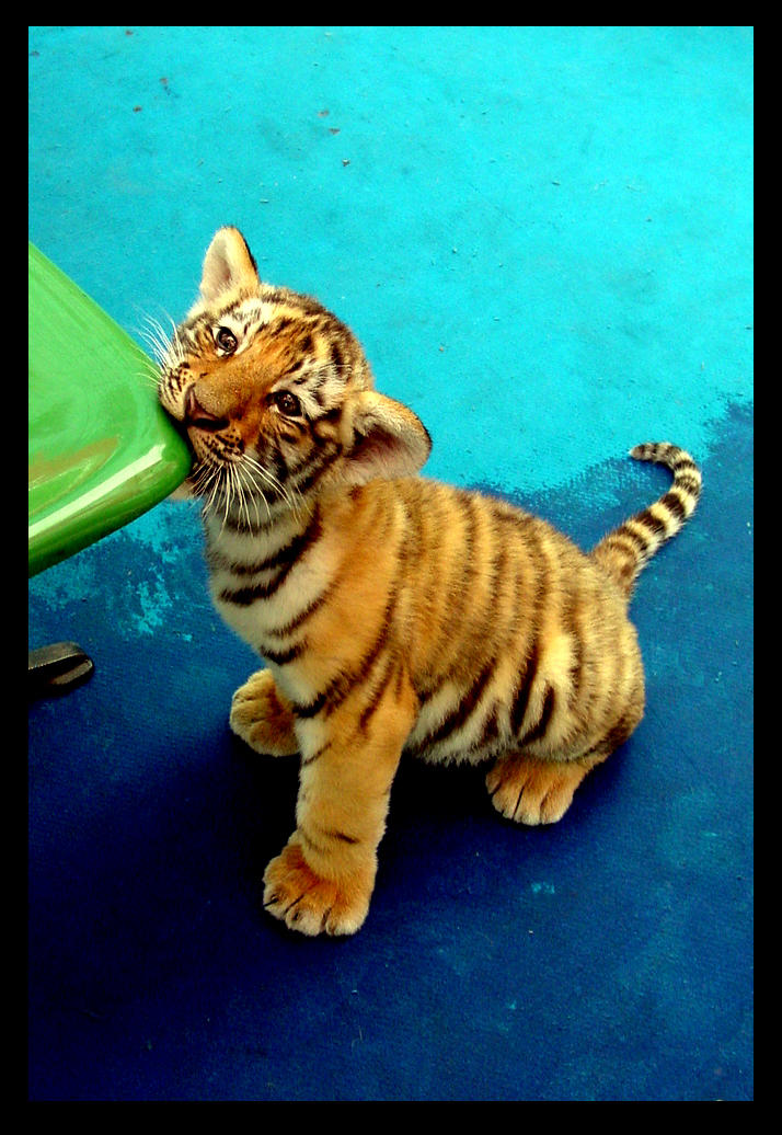 Siberian Tiger, Haerbin by paperfox on DeviantArt
