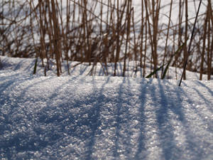 Snow Light II