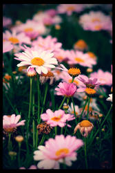 Daisies