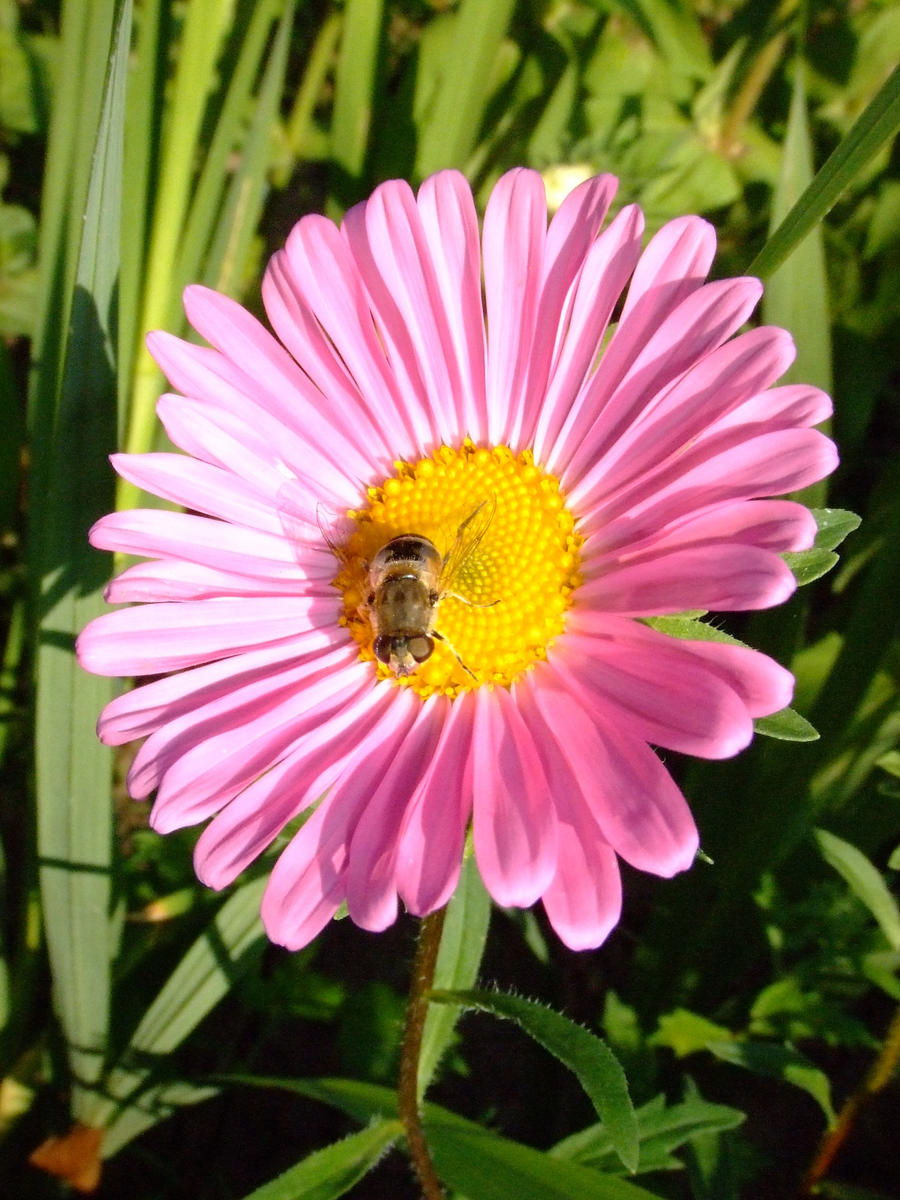 Pink petals