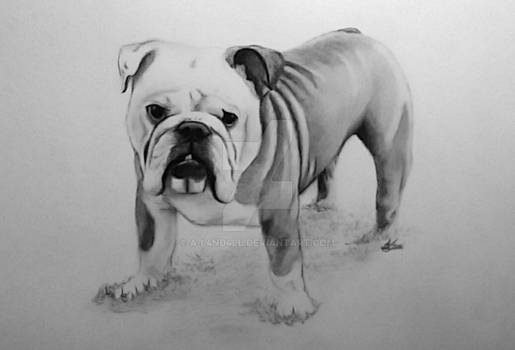 Ralph the Bulldog