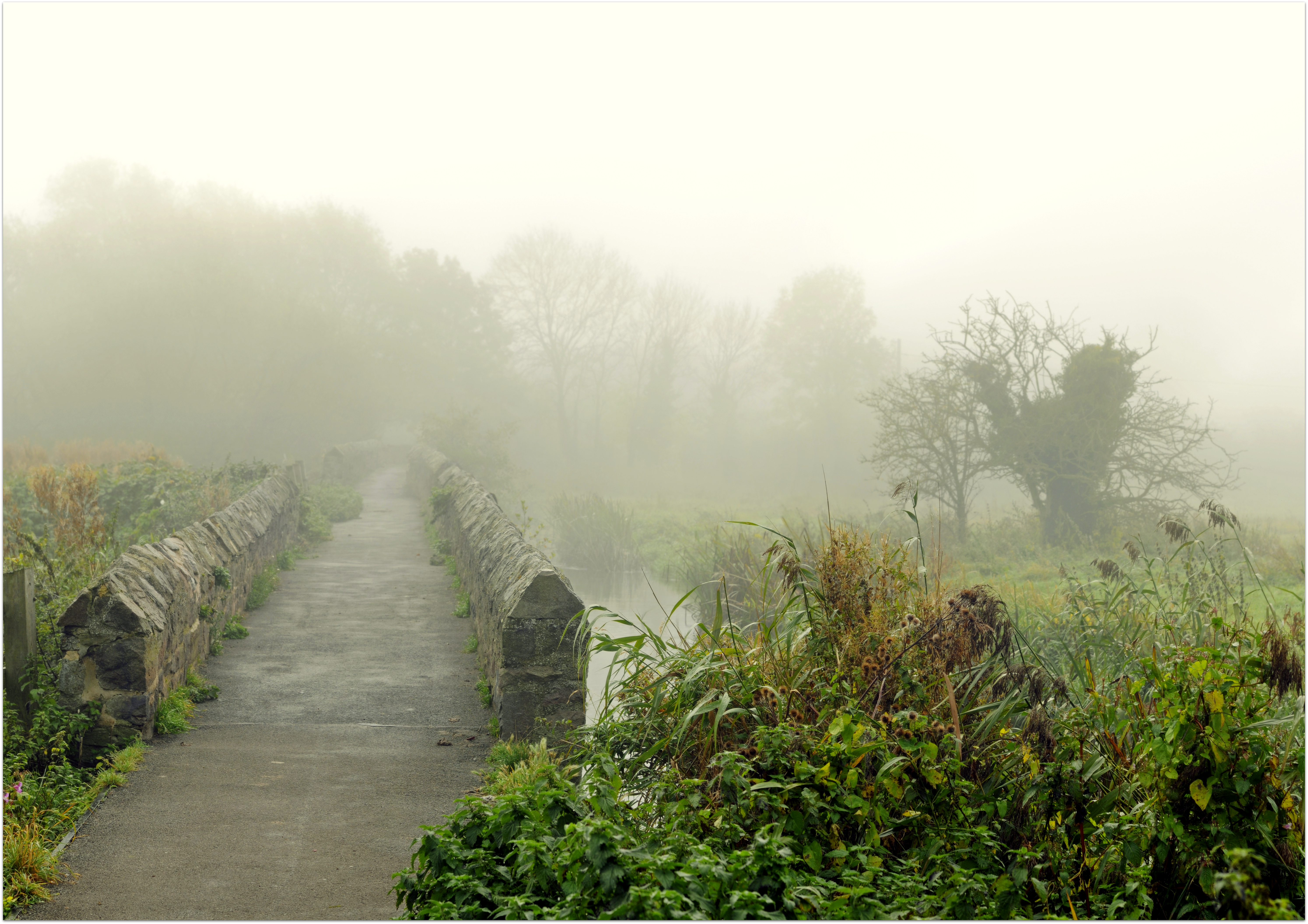 morning in the fog