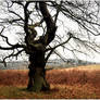 Bradgate Park