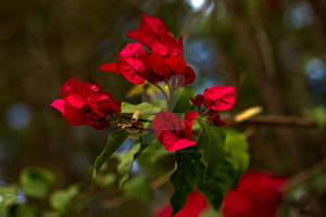 Bougainvillea