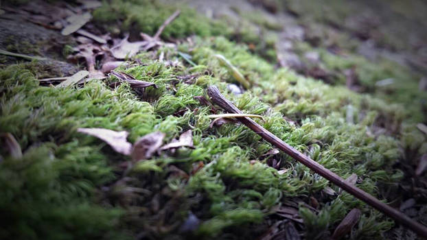 Forest Floor