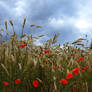 Poppy field