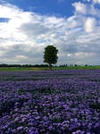 Purple fields by Kaddayah