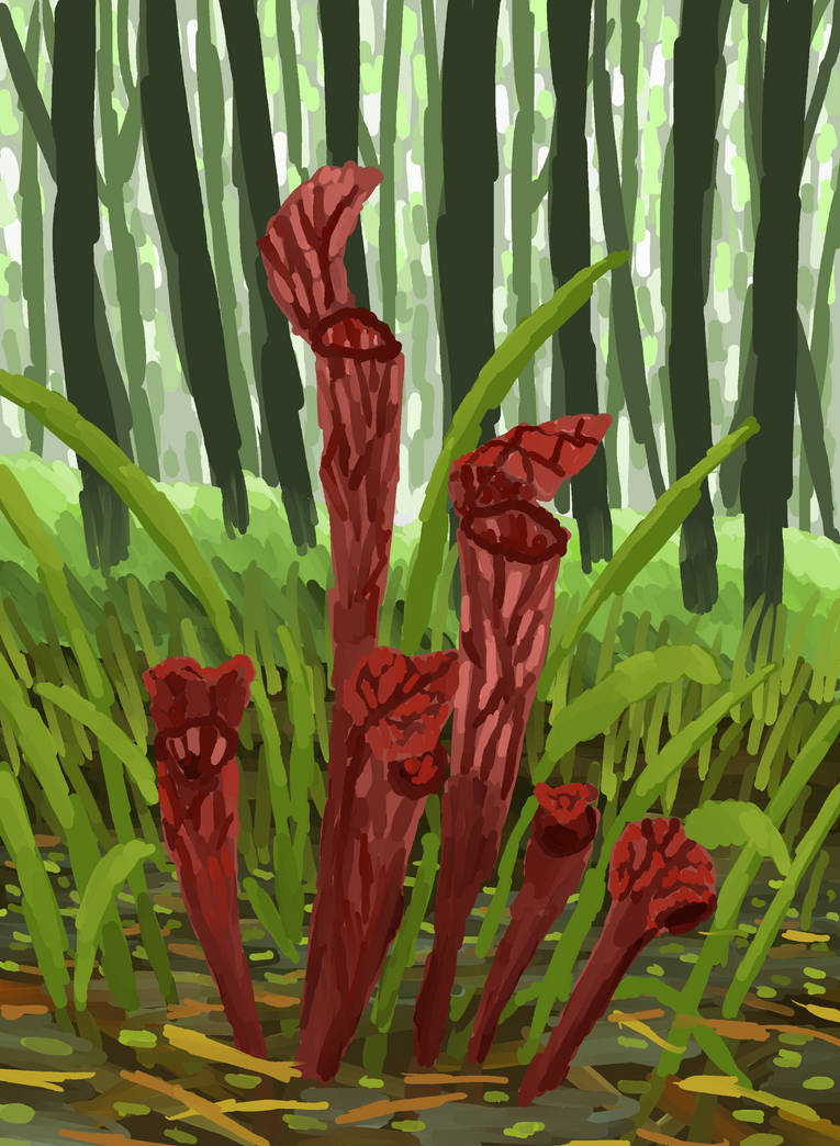 Red pitcher plant by moonringblue on DeviantArt