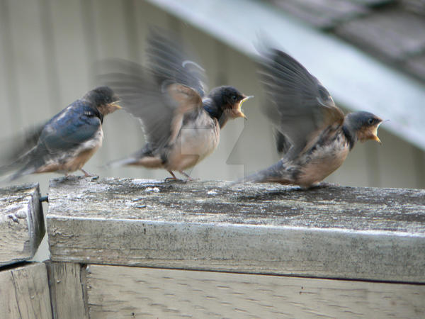 Bird Falling Deviantart birds of fall by BoosterPack on DeviantArt
