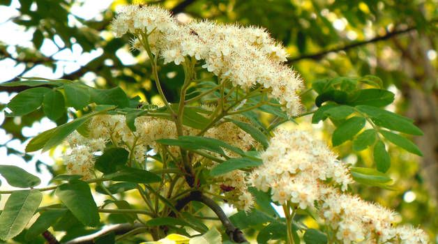 Flowering rowan