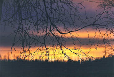 Branch over sunset, 1988