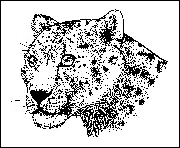 Paint Snow Leopard